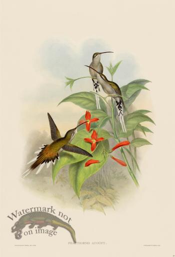 Gould Hummingbird 029